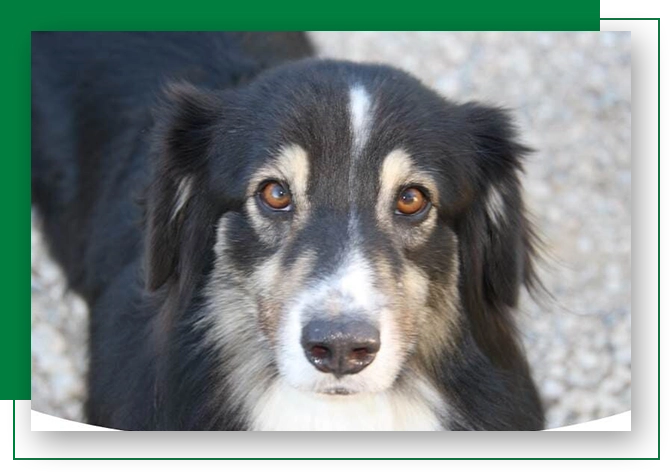 A close up of a dog 's face with the eyes looking at something.