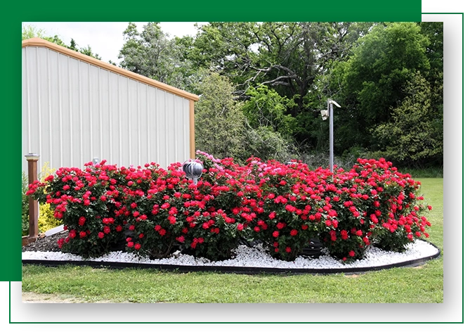 A garden with red flowers and white rocks.