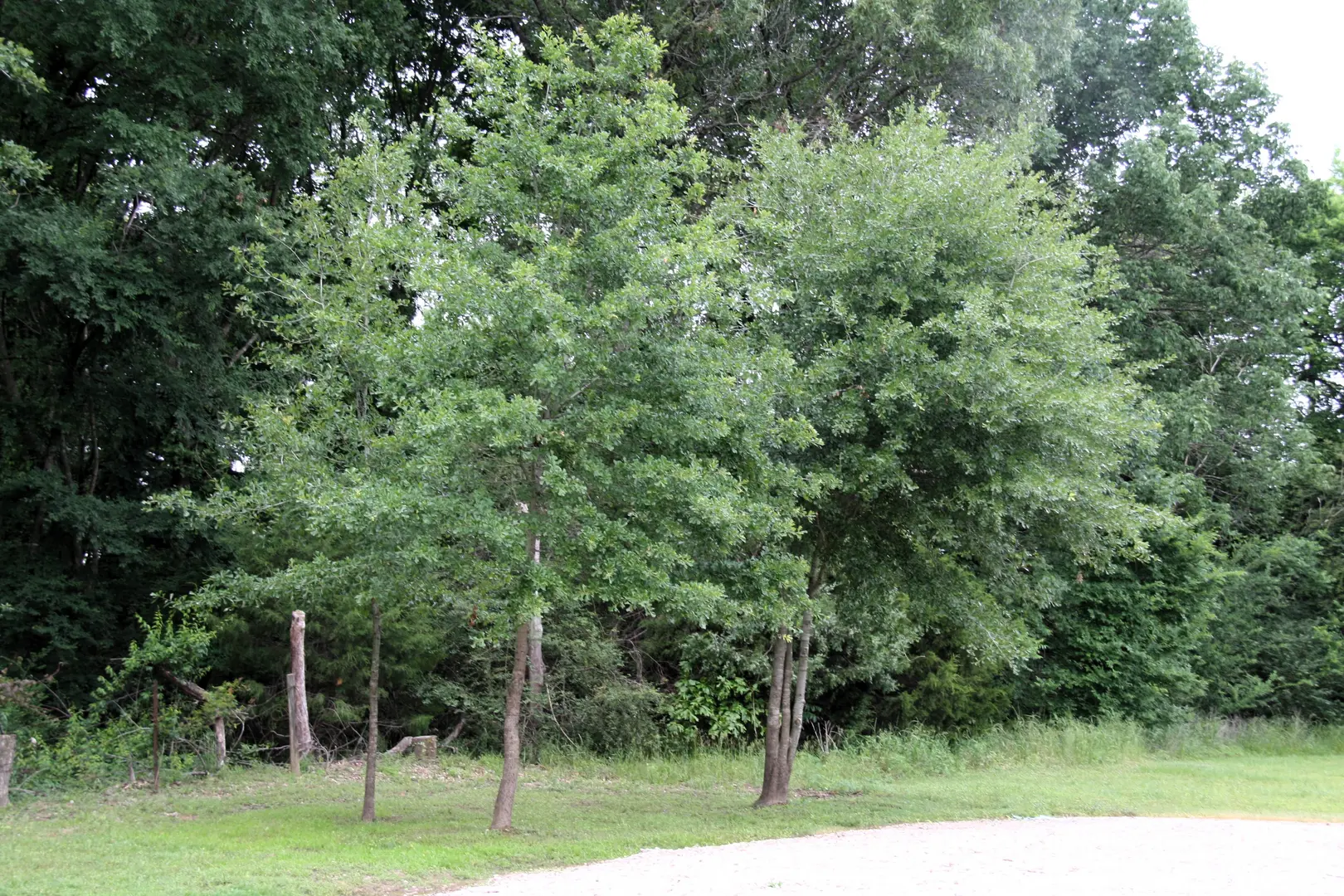 A group of trees that are in the grass.